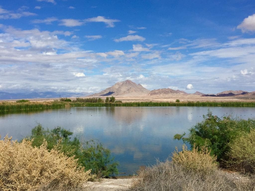 Henderson Bird Viewing Preserve Las Vegas