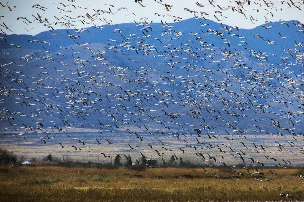 Sandhill Crane Migration
