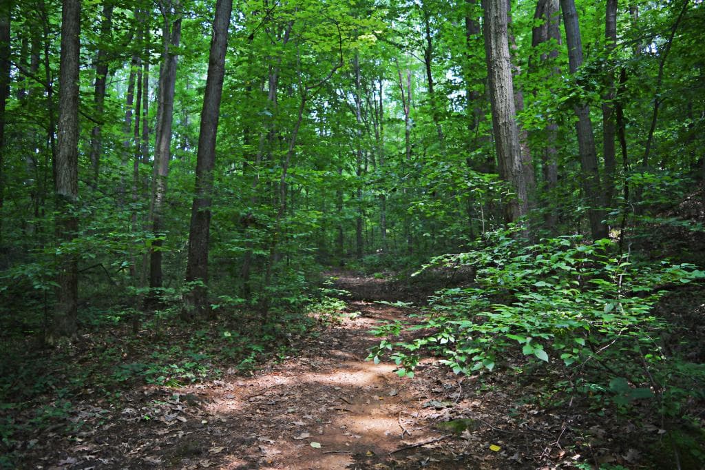 Walking path