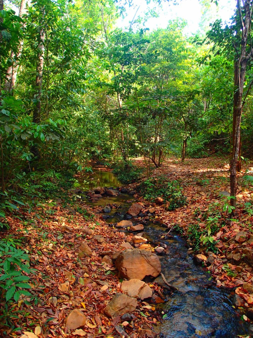 Rustic Natural Setting