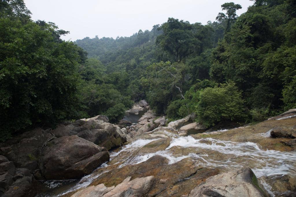 Jungle Trekking Trail