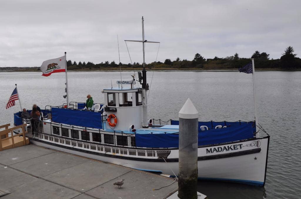 Harbor Seal Sightings