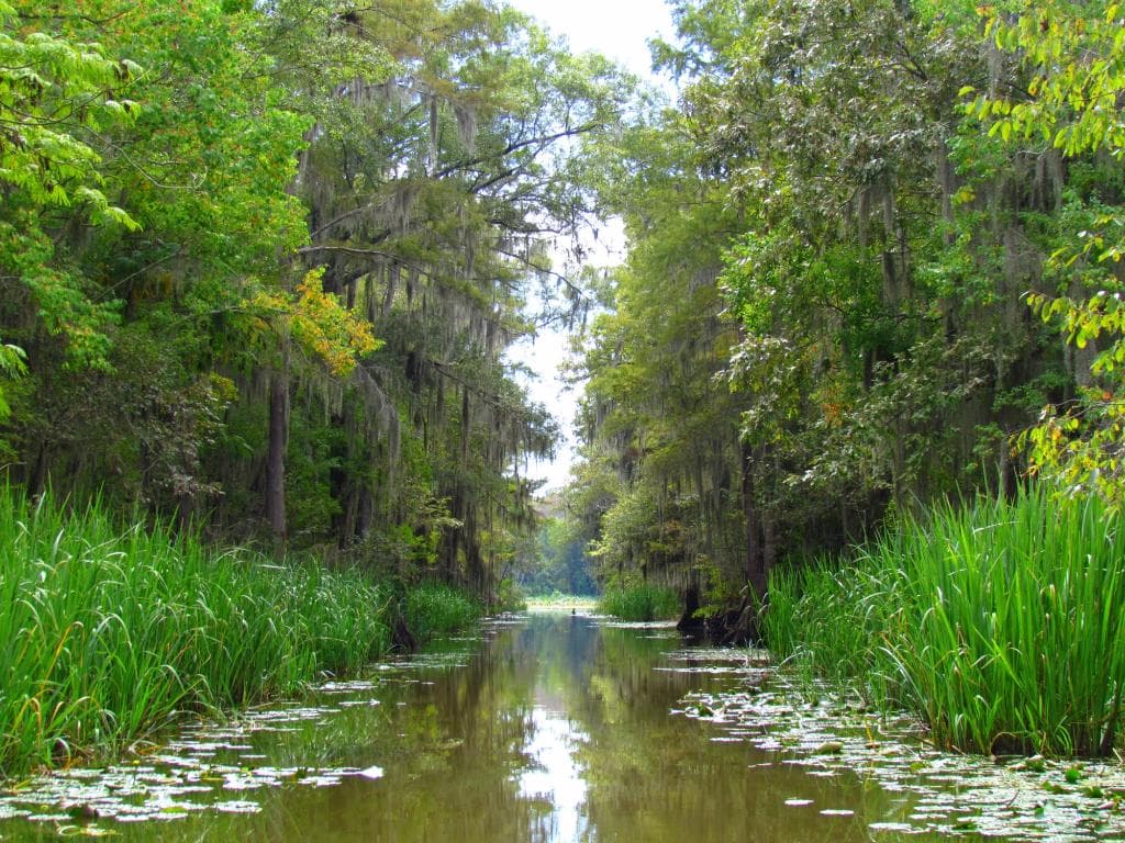 Caddo Lake, View from the boat