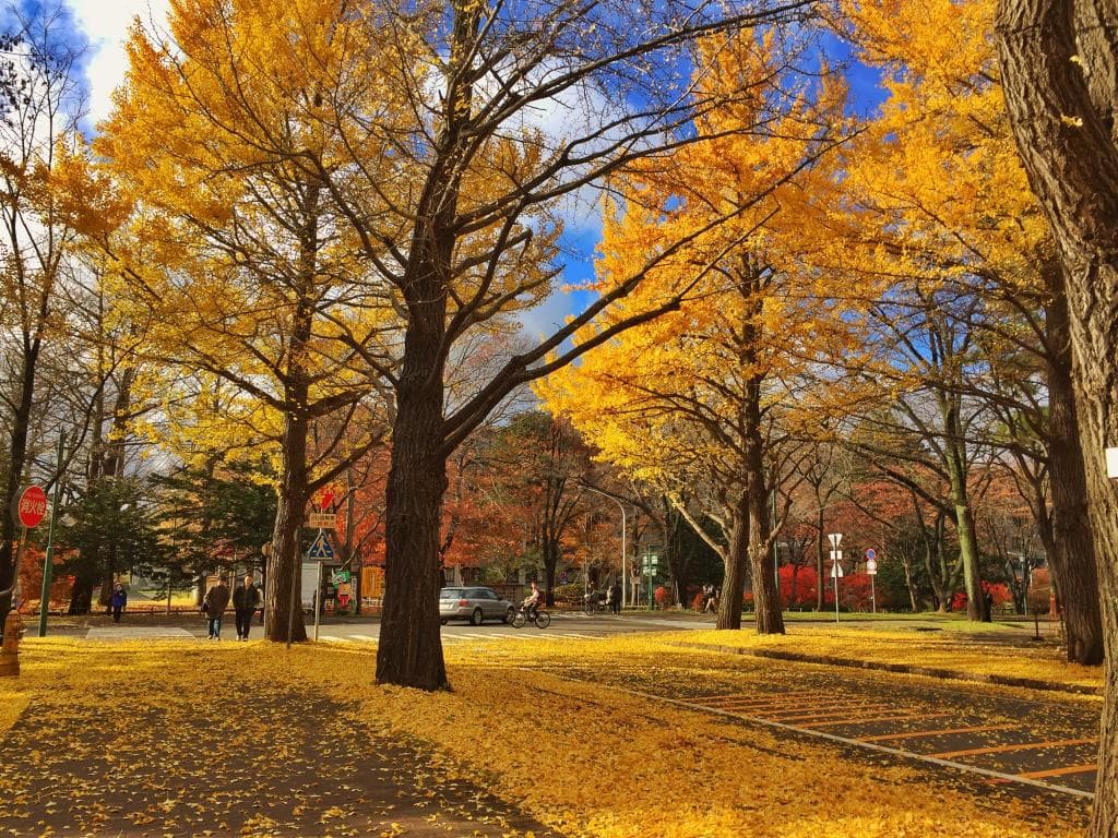 Hokkaido University Campus Sapporo