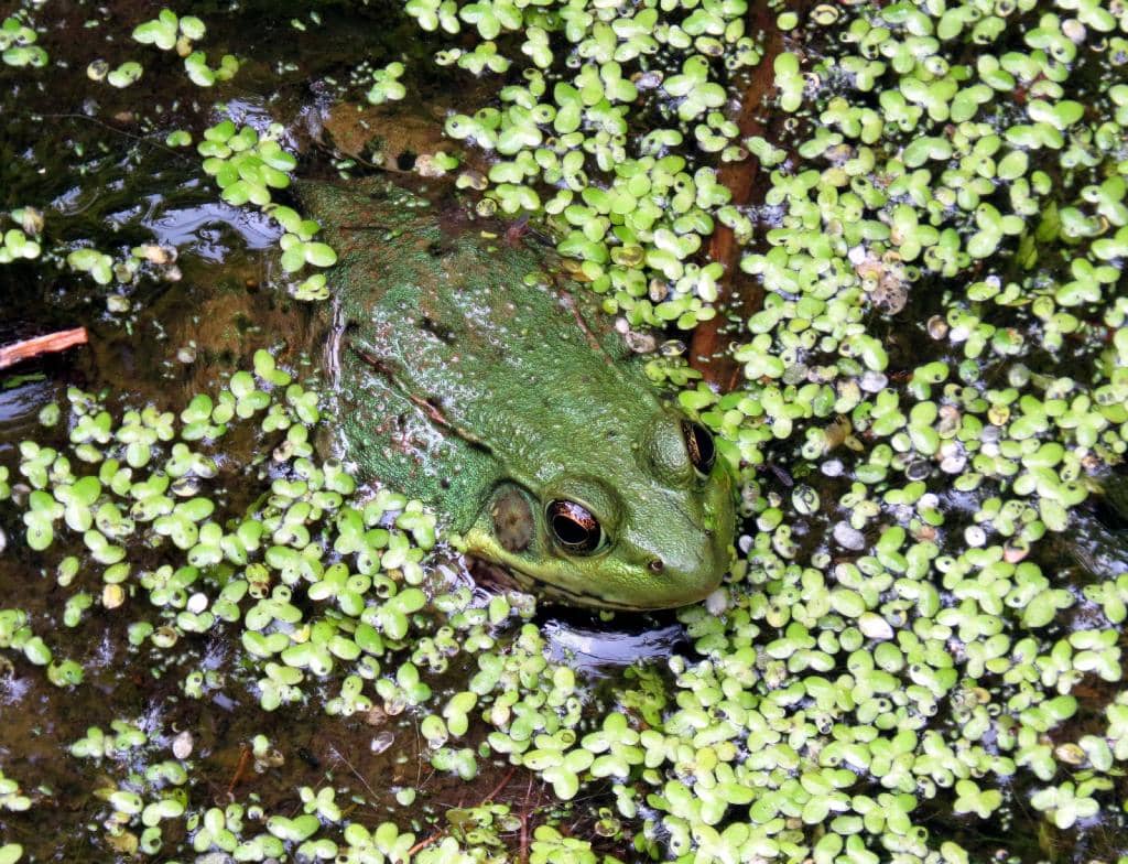 Shady Rainforest Walk