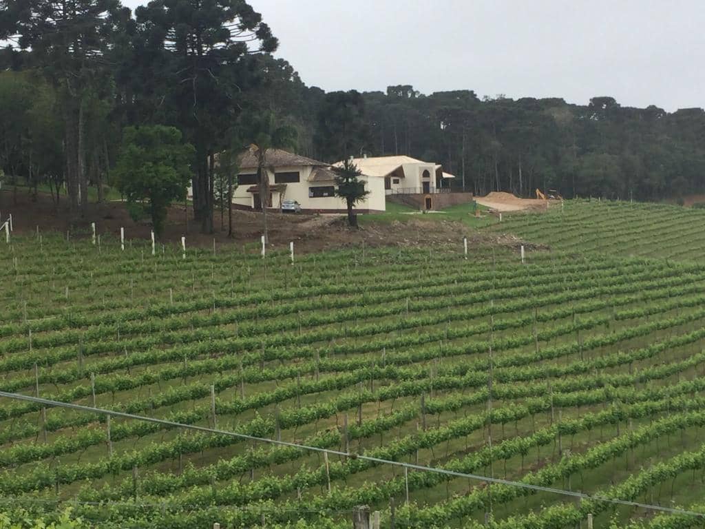 Guided Vineyard Tour