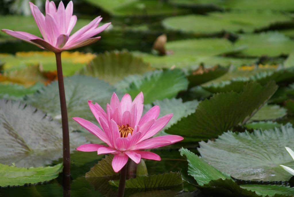 Secluded Garden Oasis
