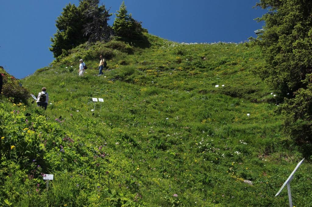 Panorama Trail to Faulhorn
