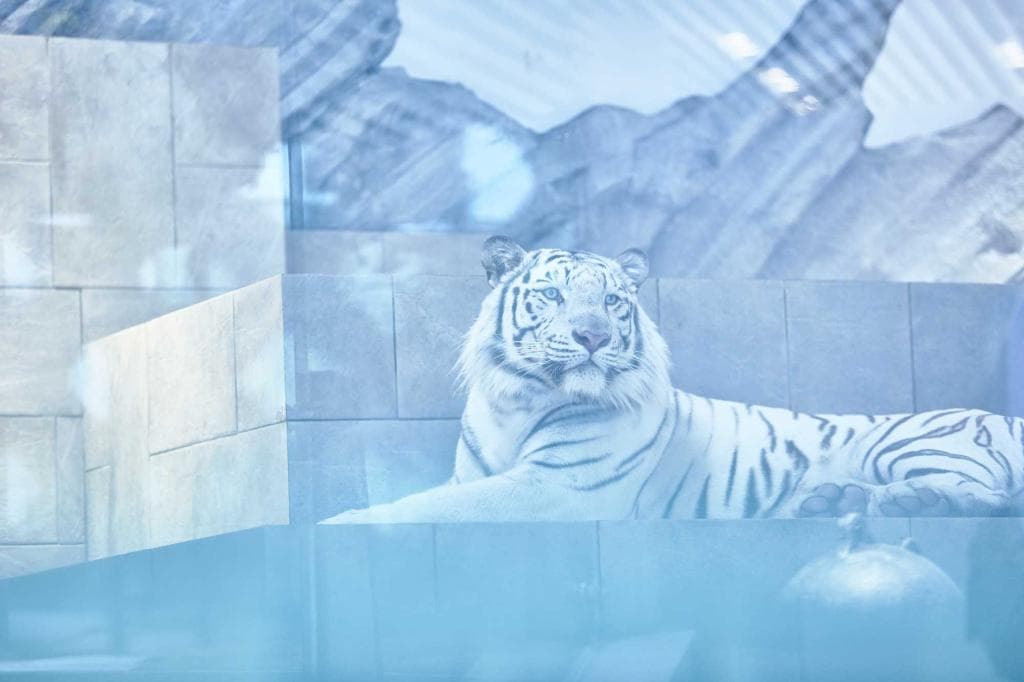 ホワイトタイガー