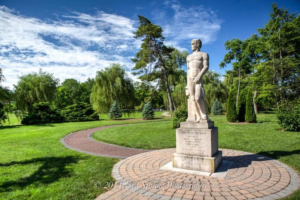 Vibrant Rose Displays