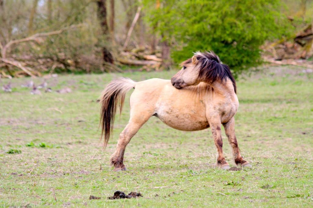 Scenic Walking Trails