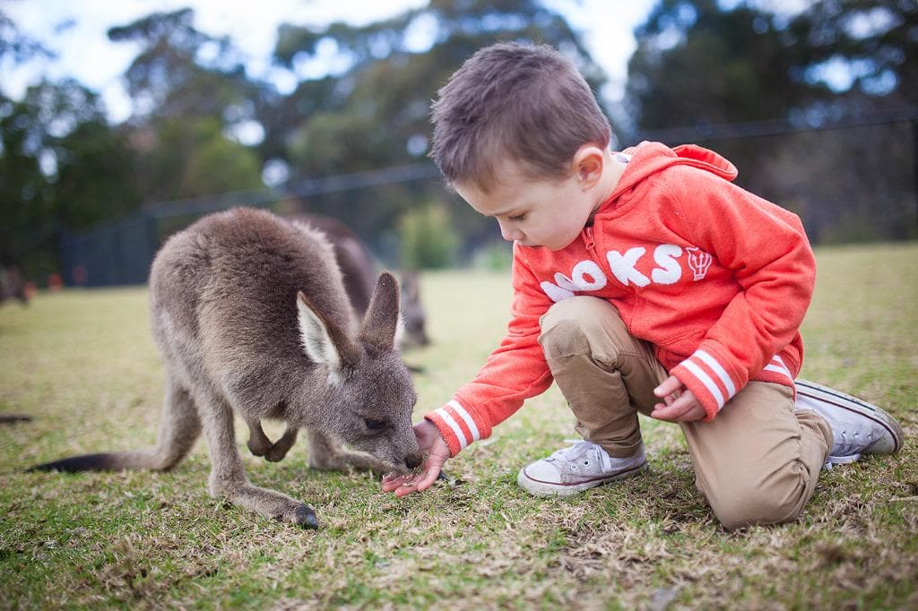 Hand feed our kangaroos