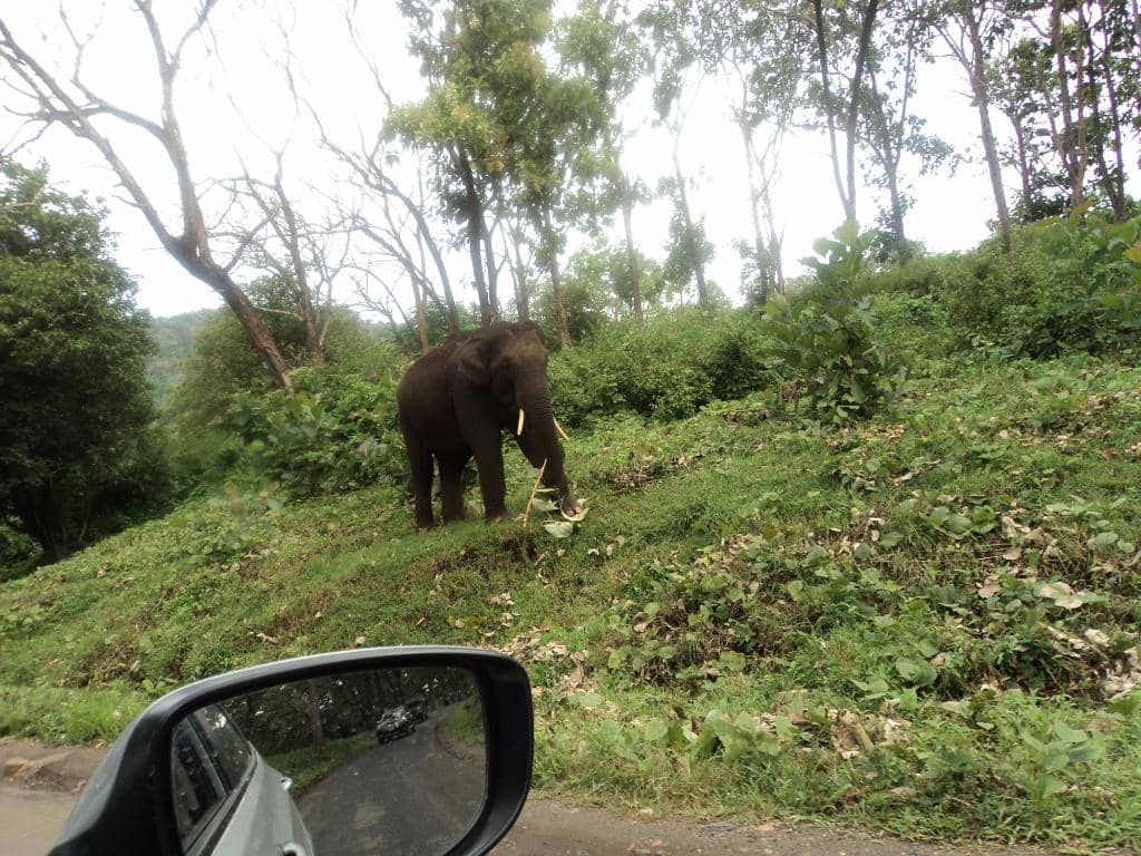 Jungle Safari Experience