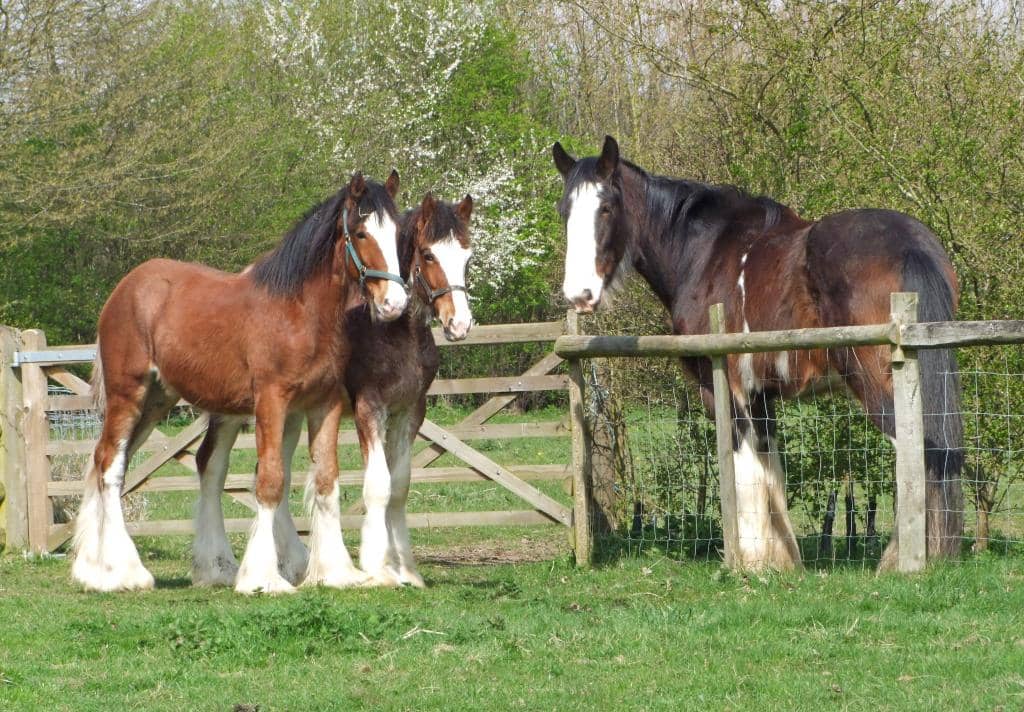 Traditional Farm Animals