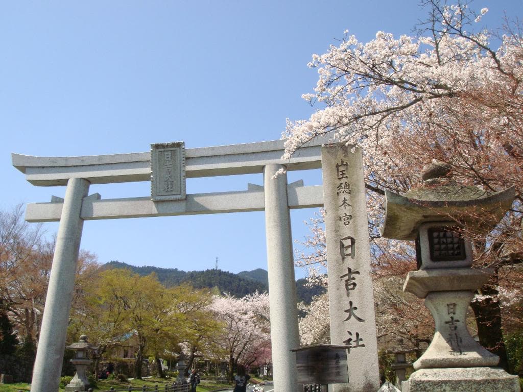 日吉馬場の桜(桜の見頃4月10日前後)