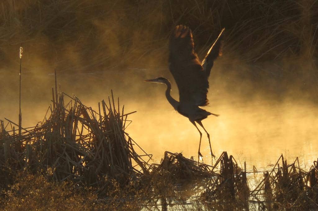 Birdwatching Paradise