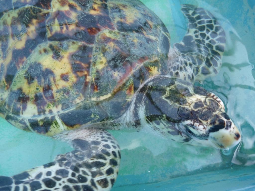 The turtles are kept until they are old enough to be released.