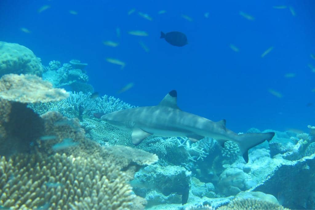 Vibrant Coral Gardens