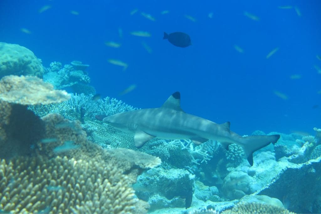 HP Reef Girifushi Thila