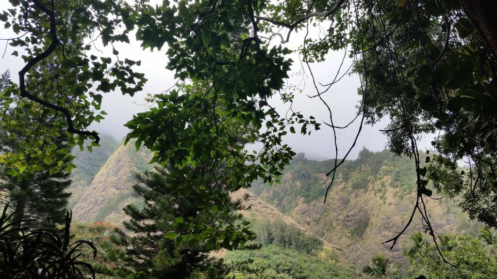 Bamboo Forest Trail