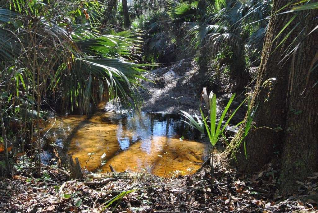 Jessup Lake Boardwalk