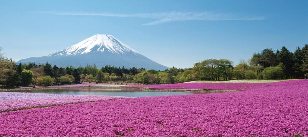 Fuji Shibazakura Festival Kawaguchi Japan