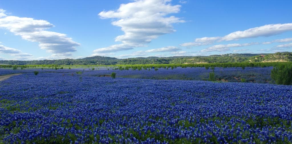 Blues of Texas when Lake Travis is dry. 4/18/2015. facebook.com/vimophoto