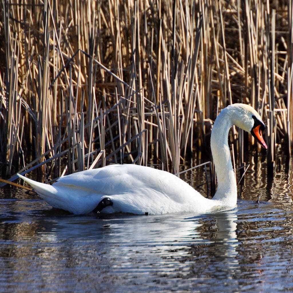 Oostvaardersplassen Lelystad