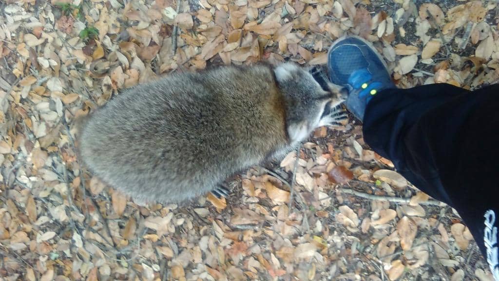 Wildlife Encounters