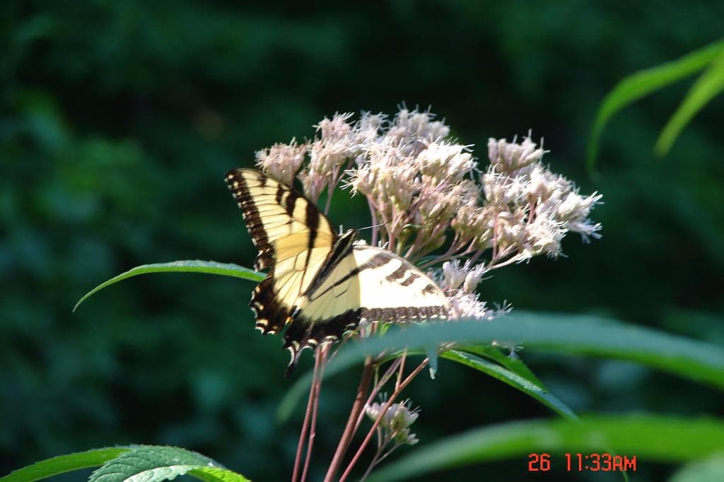 Swallowtail