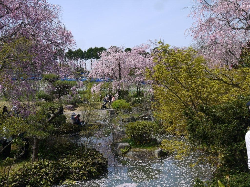 小さな小川と桜の配置が気に入りました