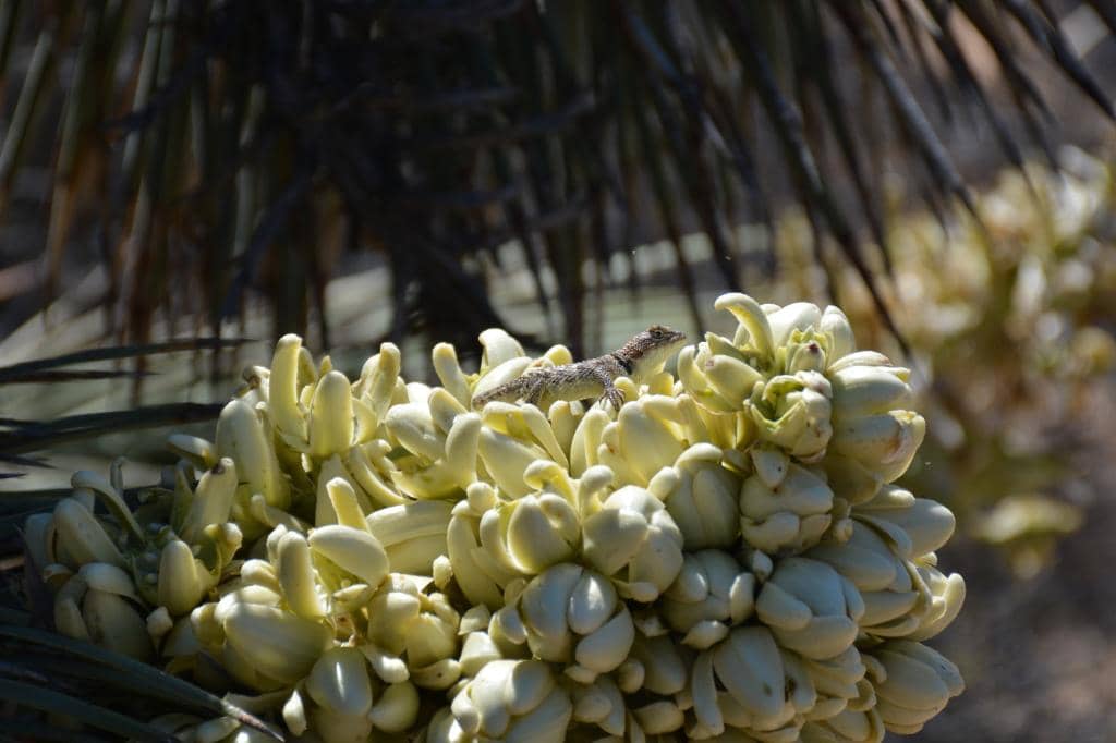 Community Art Murals