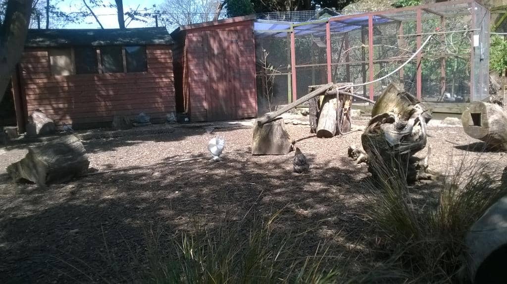 Charming Meerkats