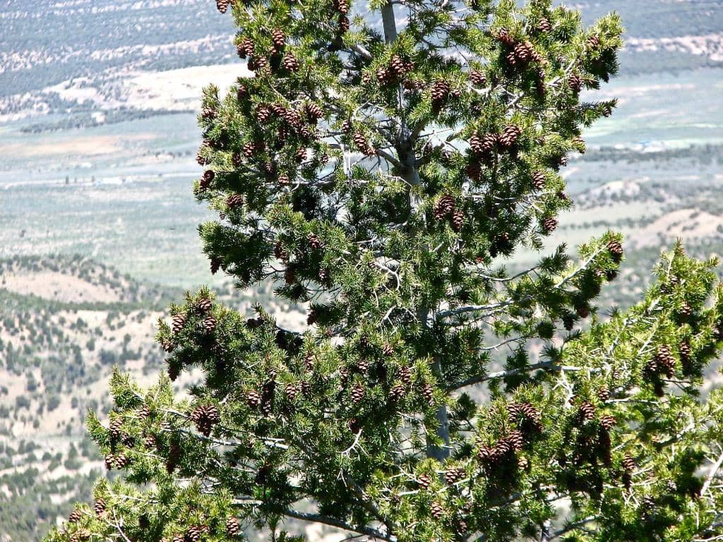 The Roar of Mosi-oa-Tunya