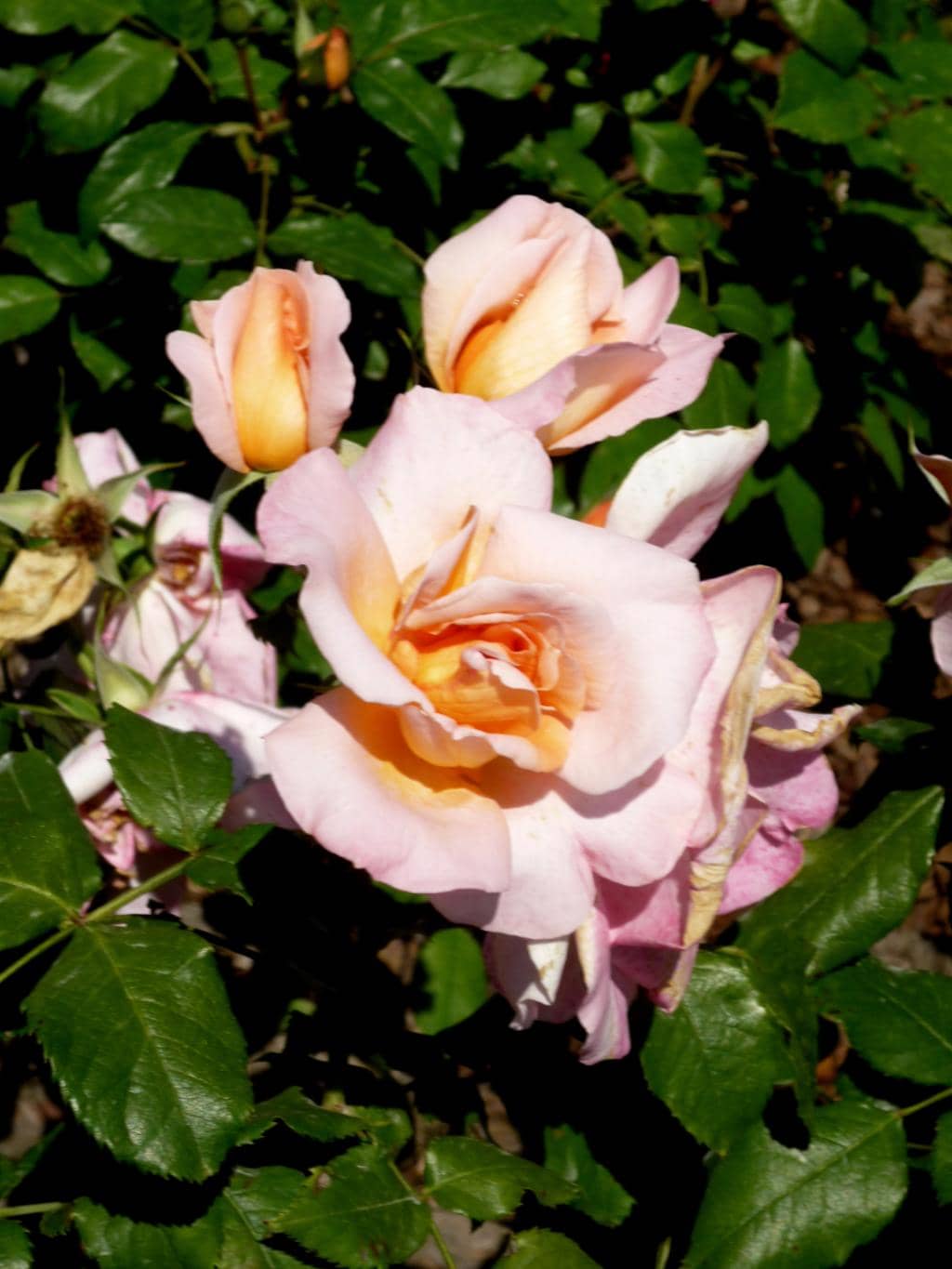 International Rose Competition