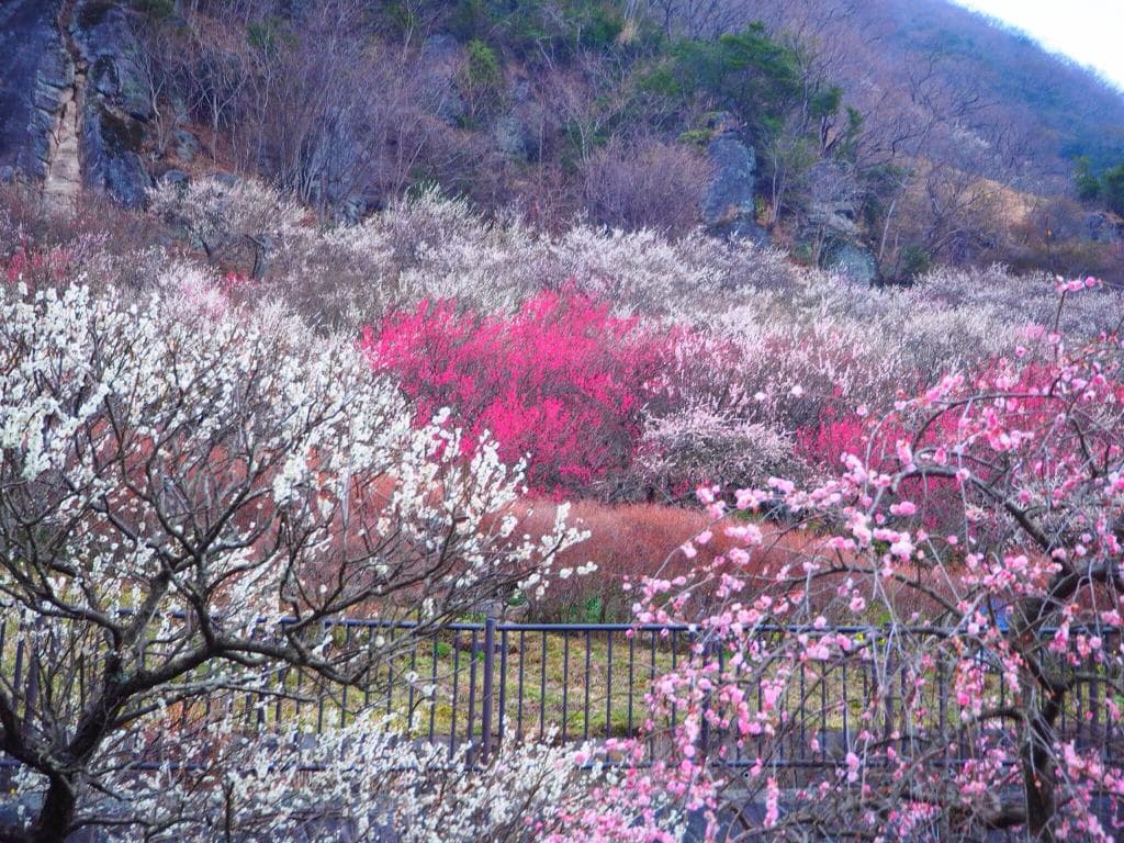 Yugawara Plum Grove Makuyama Park
