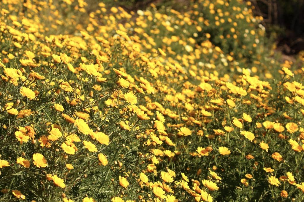 Ballona Creek Bike Path