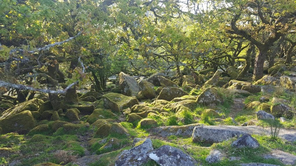 Ancient Gnarled Oaks