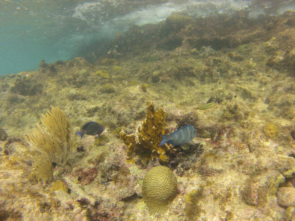 Swim with Sea Turtles