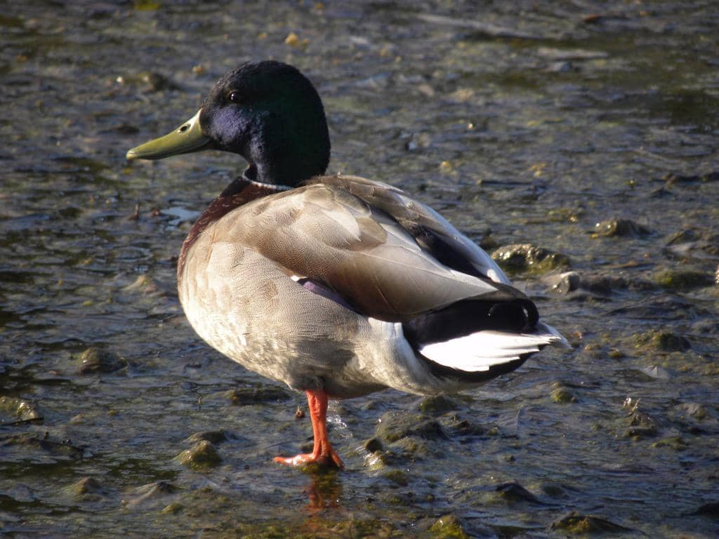 Farm Animals and Beehives