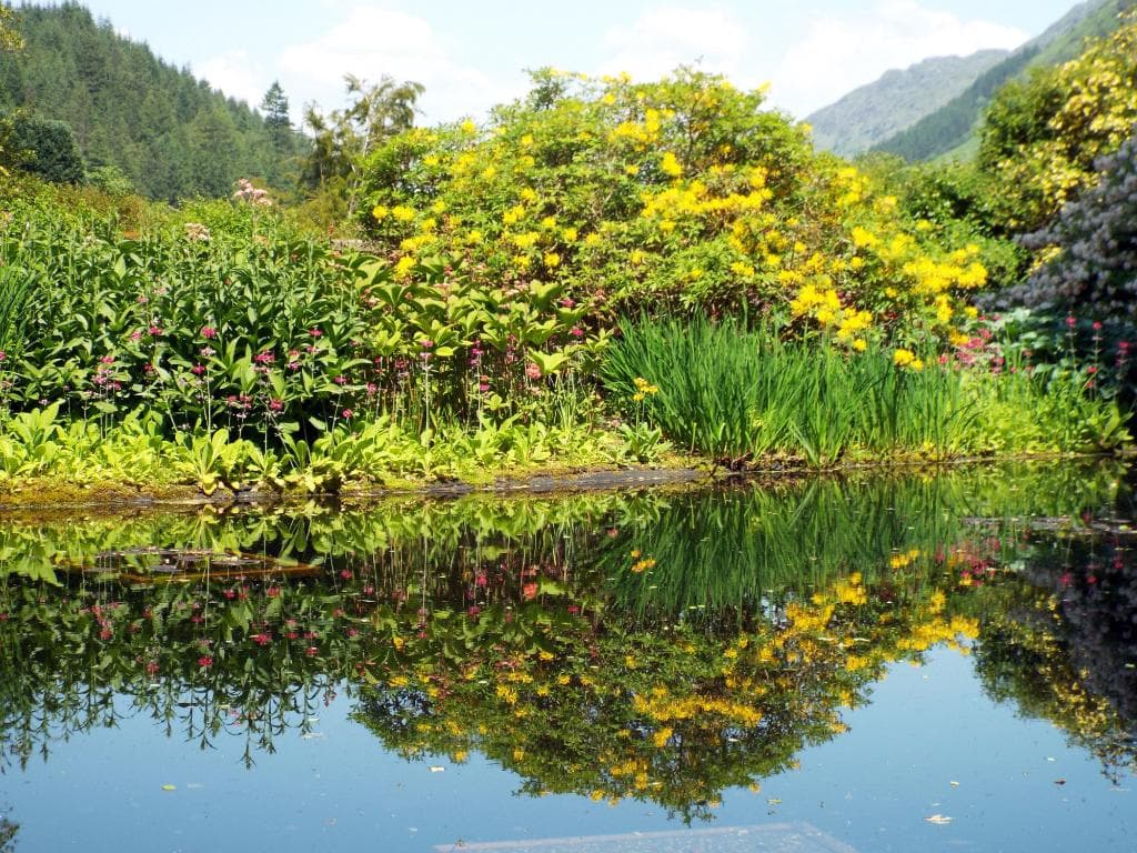 Reflections in the pond