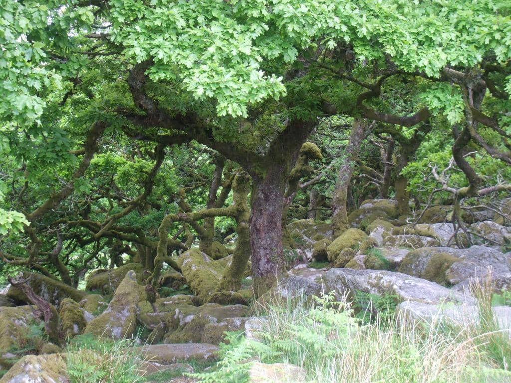 Rare Lichens and Mosses