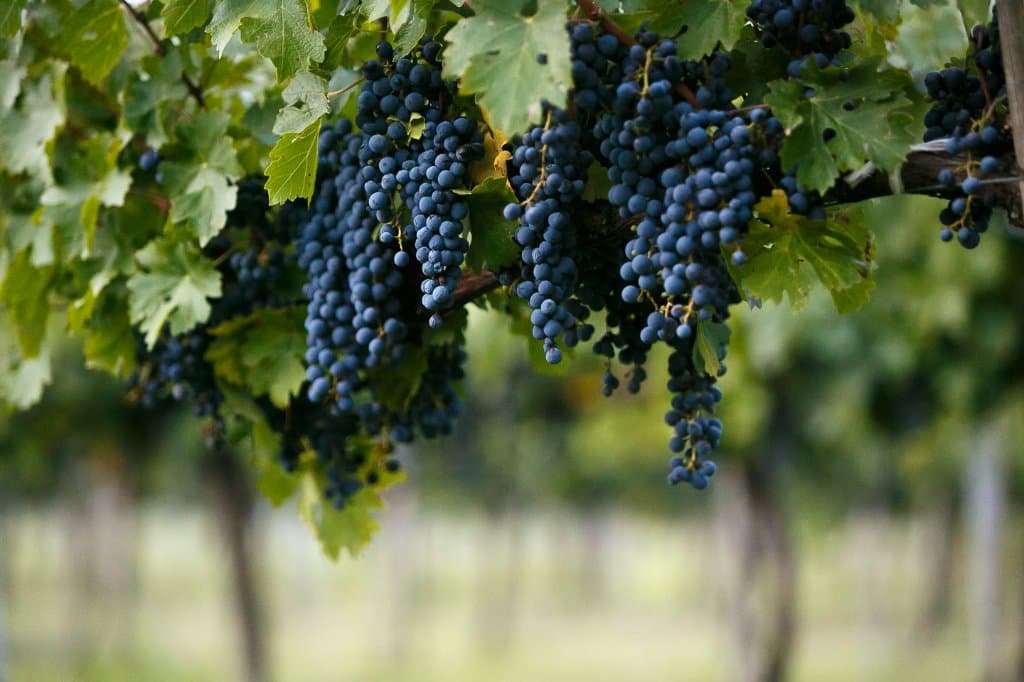 10 Varietals in the vineyard, but our favorite, Tempranillo