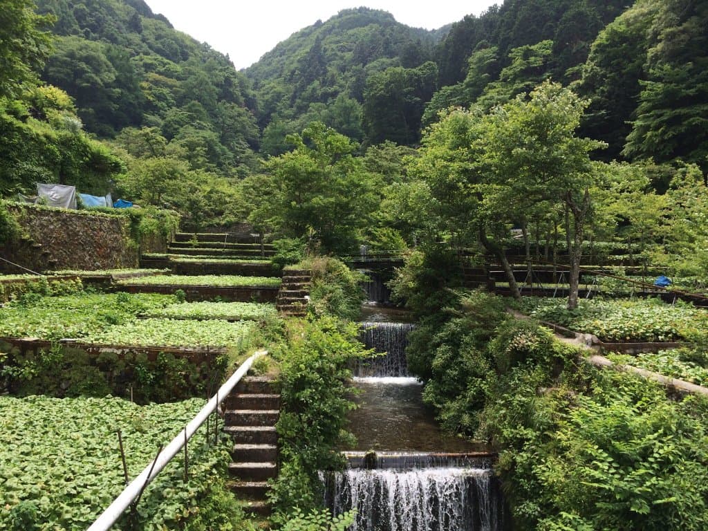 Kadoide Wasabi Farm