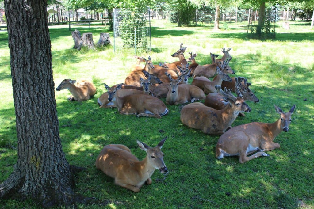Lazy herd