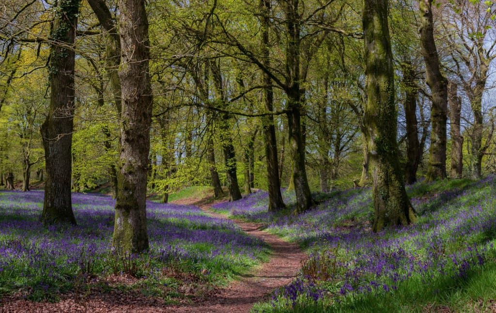 Bluebells At Blackbury Camp, Southleigh, Devon, England