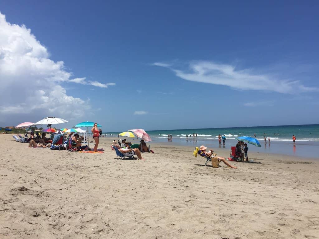 Shell Collector's Dream