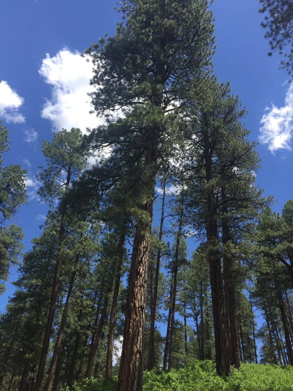 Vertical photo