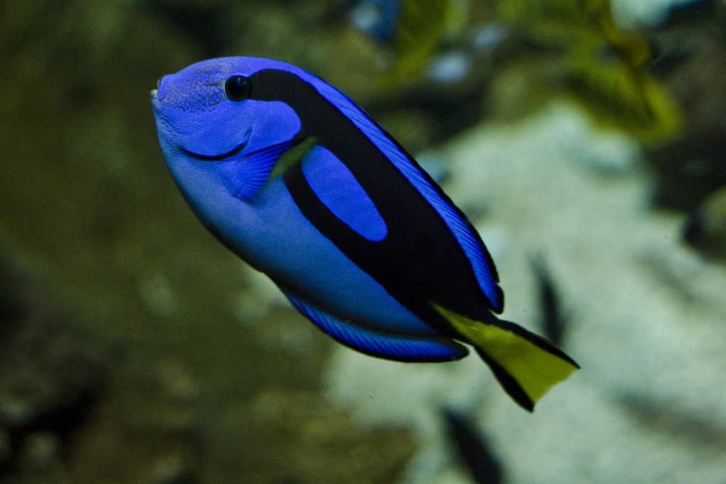 Ray and Eel Tanks