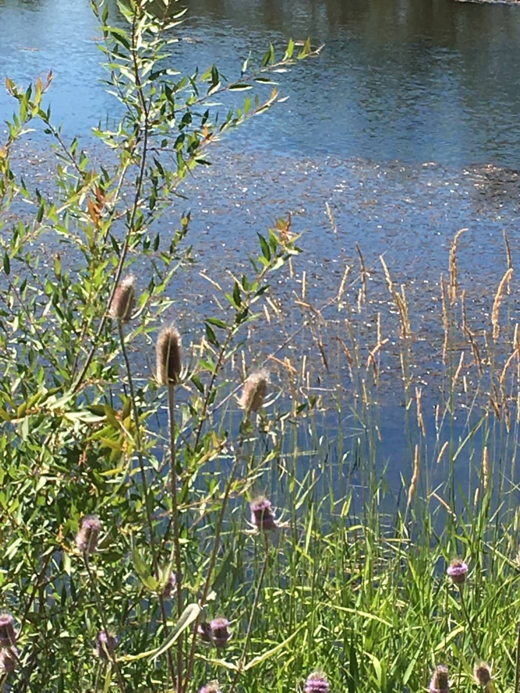 Fishing Ponds